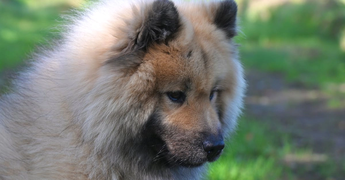 Программы лояльности казино без депозита - бонусы и предложения