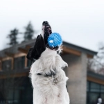 Игровой автомат The Dog House с яркой графикой и бонусными функциями