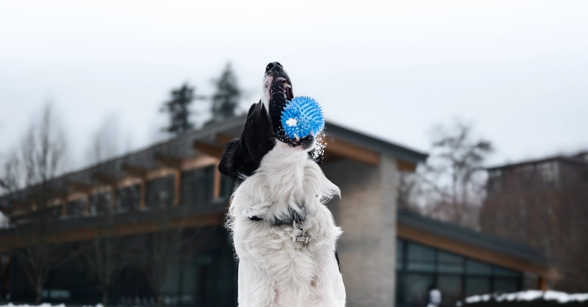 Игровой автомат The Dog House с яркой графикой и бонусными функциями